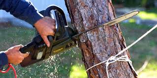 Wanamingo, MN Tree Care Services Company