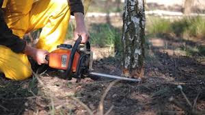 Best Tree Preservation Services  in Wanamingo, MN