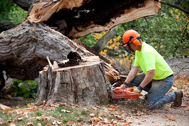 How Our Tree Care Process Works  in  Wanamingo, MN